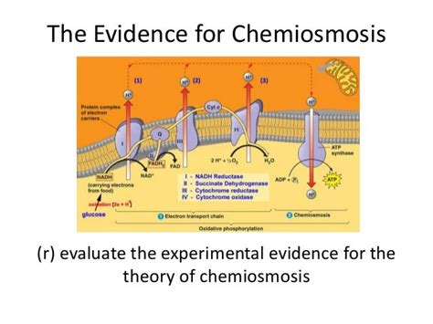 Respiration 6 the evidence for chemiosmosis