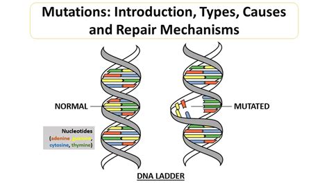 Mutation notes - Microbiology Notes