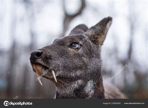 Siberian musk deer, a rare pair hoofed animal with fangs Stock Photo by ©Alex.S. 318353422