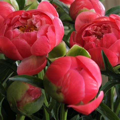 Apricot/Coral Peonies - Florabundance Wholesale Flowers