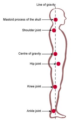 gravity center posture에 대한 이미지 검색결과 | Human anatomy and physiology ...