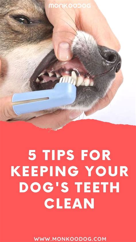 Easy Ways to Keep Your Dog's Teeth Clean