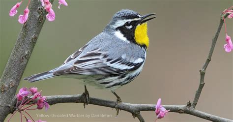 Yellow-throated Warbler - American Bird Conservancy