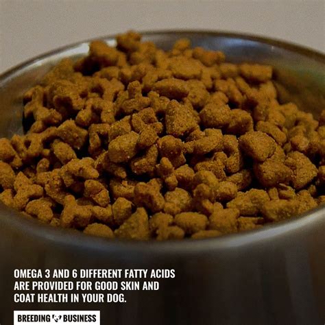 11 Best High-Protein Dog Foods – Factors To Consider, Reviews & FAQ