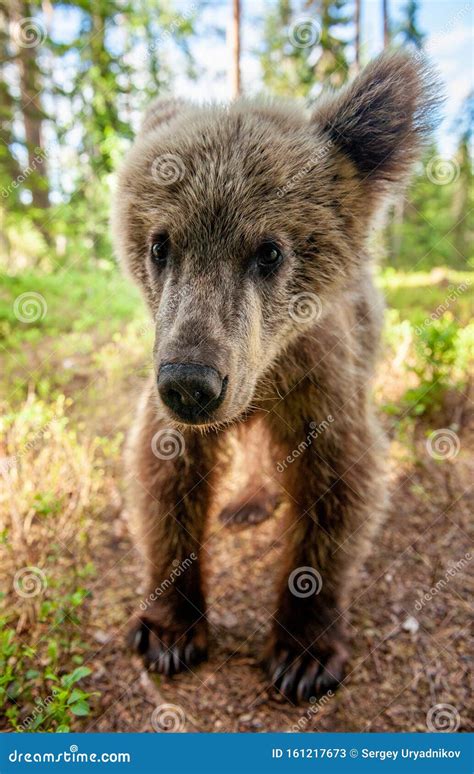 Wild Brown Bear Cub Looking at Camera Close-up Wide Angle. Cub of Brown ...