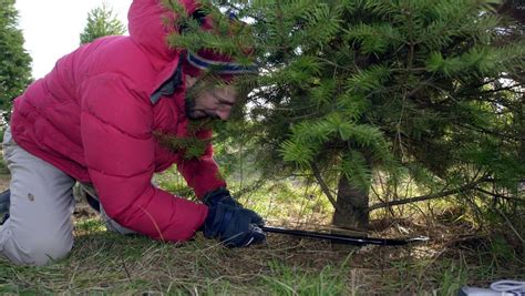 Where to cut your own Christmas tree