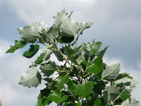 Árbol Mágico: Álamo - Fátima Molina