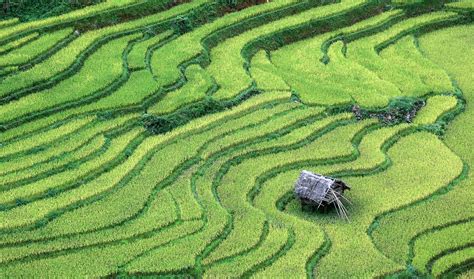 Rice Paddy Field