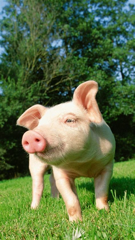 Cute Pig Wallpaper