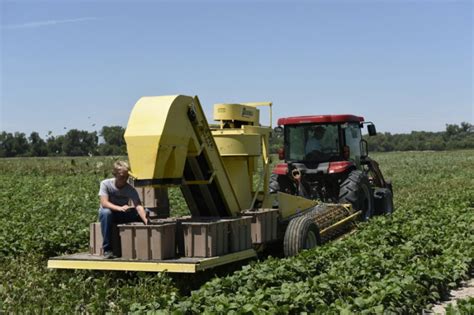 Growing and harvesting green beans | Kansas Living Magazine