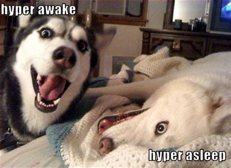 55 Crazy Dog Memes - Funny Pictures – DesiComments.com