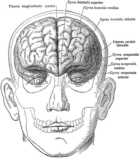 Brain in Relation to Skull and Face | ClipArt ETC