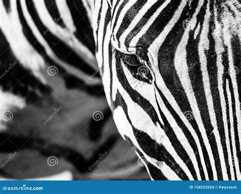 Zebra Close-up Portrait. Detailed View Head with Stripes Stock Photo - Image of fauna, burchell ...