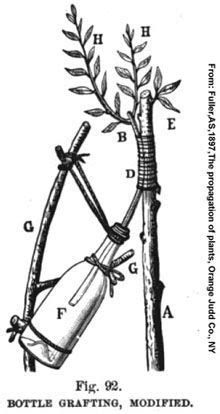 Approach Grafting and Inarching | Grafting fruit trees, Grafting plants, Grafting