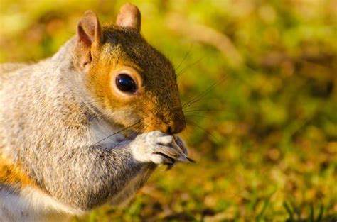 Free Images - animal squirrel mammal paw