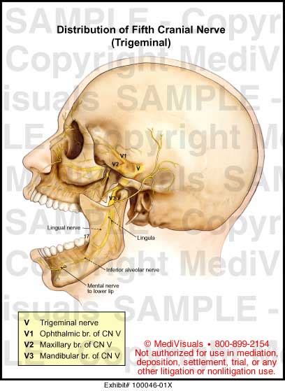 Fifth Cranial Nerve Trigeminal Medical Illustration Medivisuals