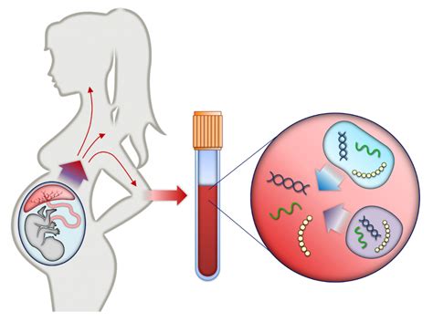 Non-invasive prenatal testing (NIPT) | Pregnancy Birth and Baby - Lifeline Laboratory