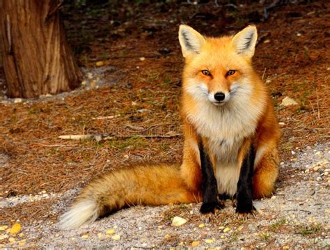 Red Fox Royalty Free Stock Photos - Image: 19304038