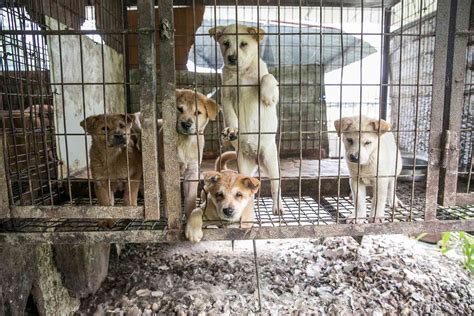 90 Dogs 'Destined for Slaughter' Saved From 'Miserable' Dog Meat Trade in South Korea