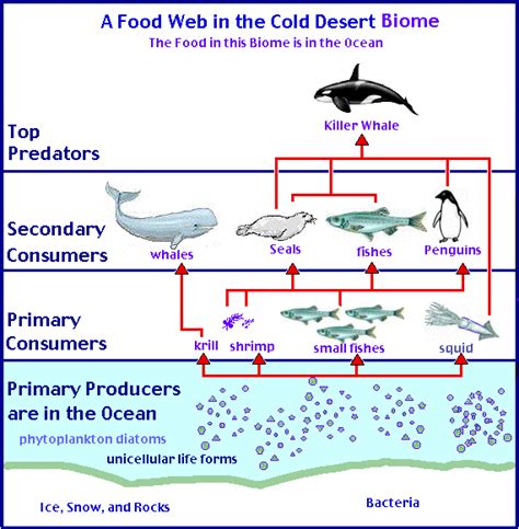 Food Web - Cold deserts