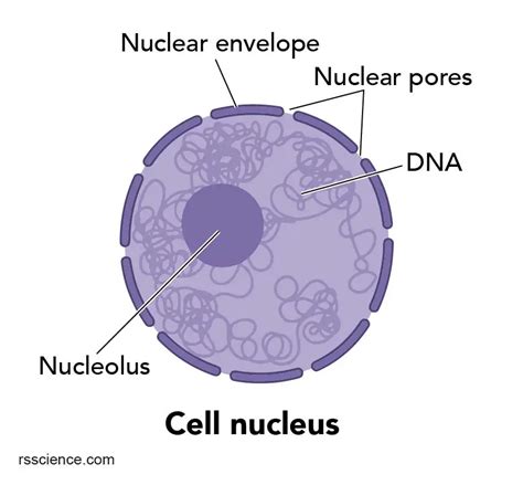 Cell Organelles and their Functions - Rs' Science