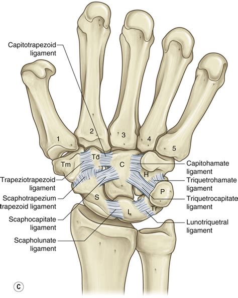 Carpal Injuries and Hand Arthritis | Plastic Surgery Key