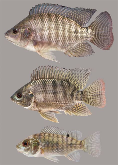 Nile Tilapia – Discover Fishes