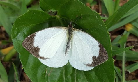 Mariposa blanca de la Col (Biodiversidad Santiago Tenango y áreas aledañas) · iNaturalist