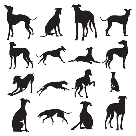 Greyhound dog silhouettes,Greyhound dog animal silhouette collection ...