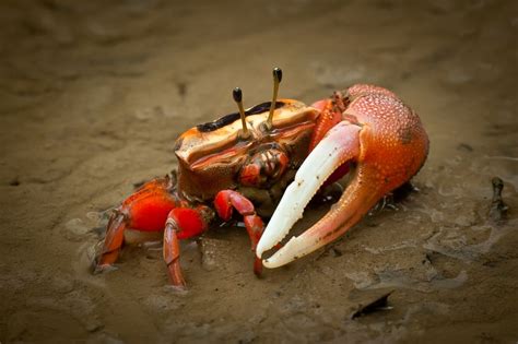 Keeping and Caring for Fiddler Crabs as Pets