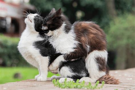 5,709 Cats Mating Royalty-Free Photos and Stock Images | Shutterstock