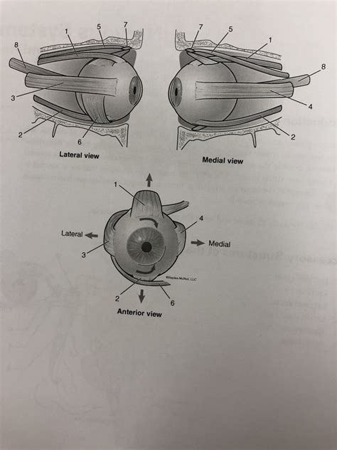 Extrinsic Eye Muscles Diagram | Quizlet