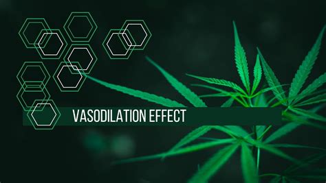 What Is ‘Vasodilation’ Effect And How Its Beneficial For Health | MMJ ...