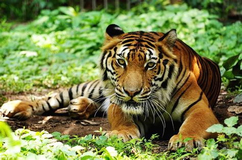 10 best wildlife hotspots in South-East Asia | Wanderlust