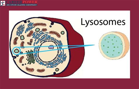 Lysosome Diagram