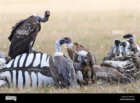 Lappet-Faced Vulture (Torgos Tracheliotus) Eating A, 43% OFF