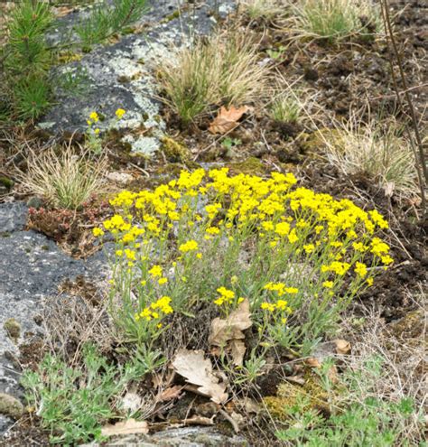 Stonewort Plant Stock Photos, Pictures & Royalty-Free Images - iStock