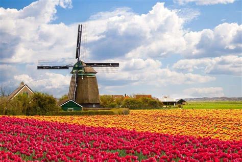 27 Magical Images Of The Blooming Tulip Farms In Holland