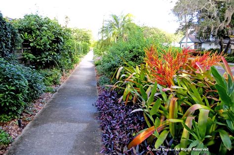 Flowers In Malaysia Gardening - outdoor