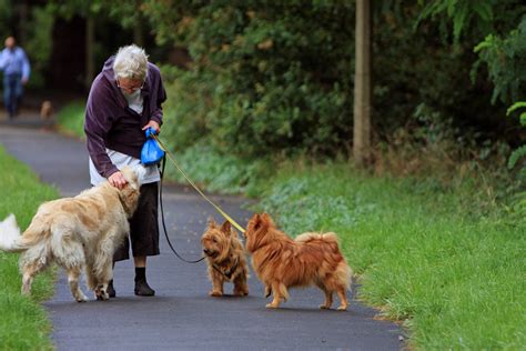 Free Images : person, woman, female, exercise, lady, dogs, golden retriever, senior, walker ...