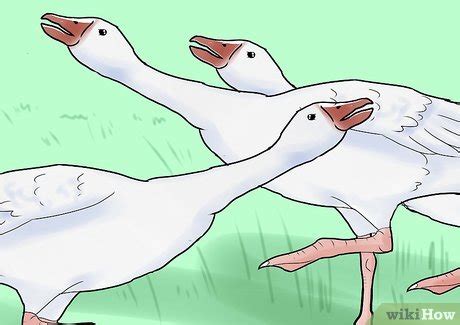 How to Care for a Goose: 12 Steps (with Pictures) - wikiHow