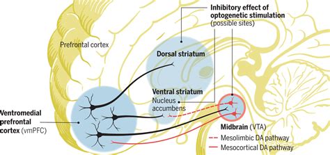 Dorsal And Ventral Striatum