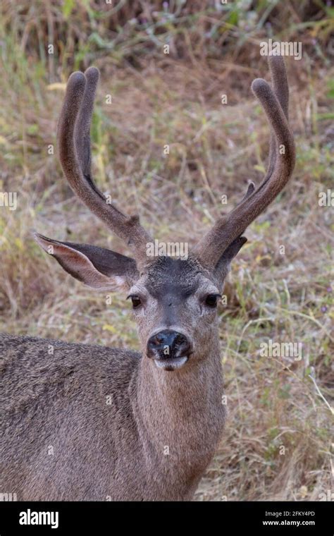 Black-tailed Deer, buck, velvet antlers, Odocoileus hemionus columbianus, native mammal, Coast ...