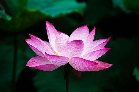 Lotus Flower Symbol Hindu | Best Flower Site