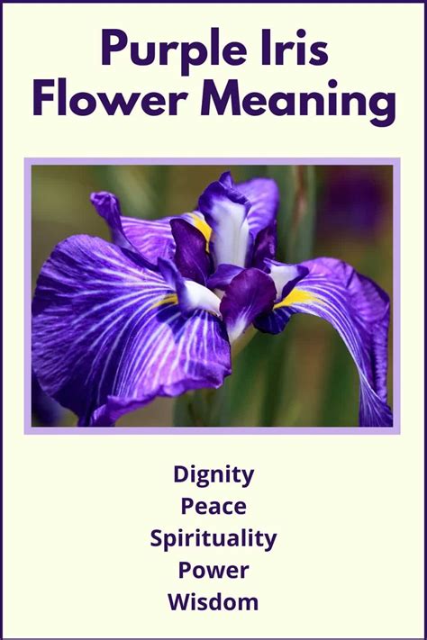 Purple Iris Meaning and Symbolism (Dignity & Peace)