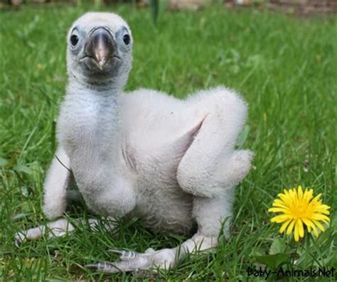 Baby vulture photos #Babyvulture #vulture #cutevulture #littlevulture #sweetvulture # ...