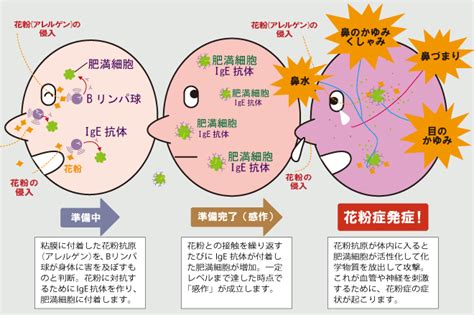 花粉症 - Hay fever in Japan - JapaneseClass.jp