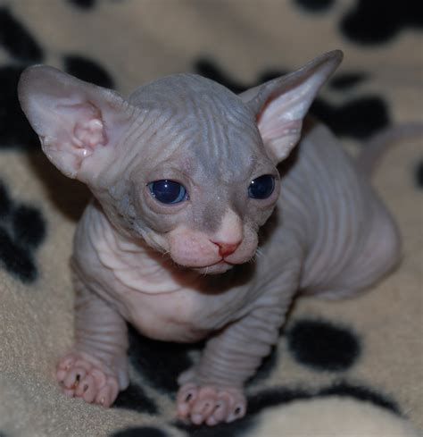 Cute Sphynx Kittens Photos