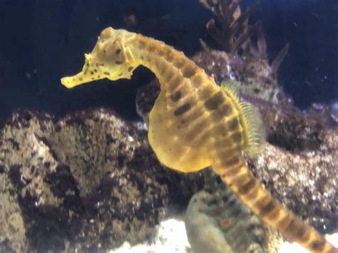 Father's Day Heroes: Seahorses vs. Seadragons - Greater Cleveland Aquarium