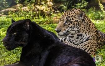 Difference Between Panther and Jaguar - Difference.Guru